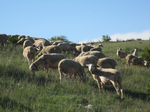 Élevage ovins - Causse de Sauveterre (source : SMGS)